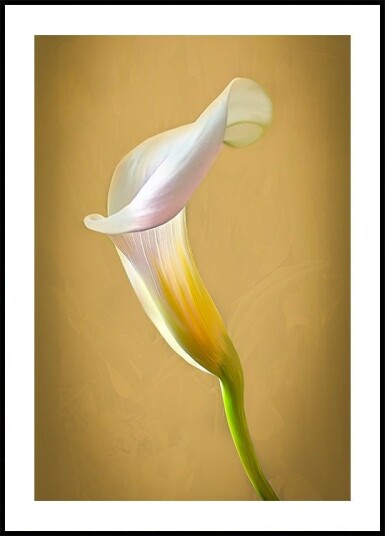 CallaLilly Plakat Plakat / 21x30cm CallaLilly Plakat Plakat / 21x30cm