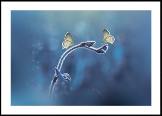 Delicate Butterfly Duo Plakat / 70x100