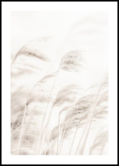 REED Poster Plakat / 40x50cm