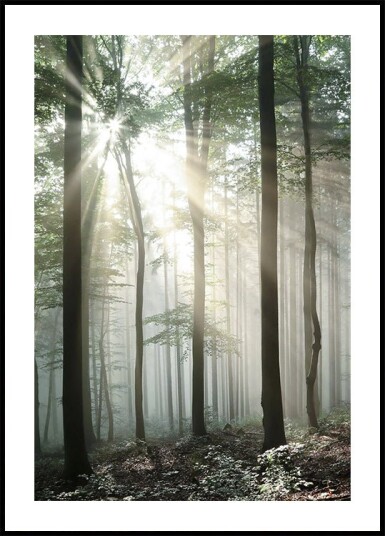 Light Through Trees Plakat Plakat / 40x50cm Light Through Trees Plakat Plakat / 40x50cm