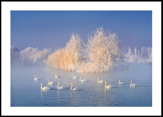 Swan Lake Poster Plakat / 40x50cm