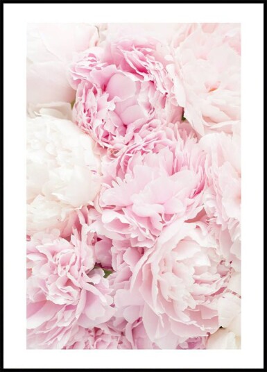 Pink Peony Dream Plakat Plakat / 50x70cm