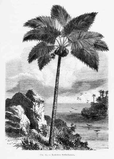 Plakat Lodicea Sechellarum