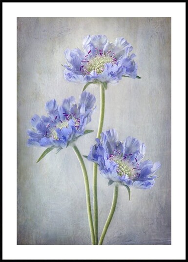 Scabiosa Poster Plakat / 50x70cm