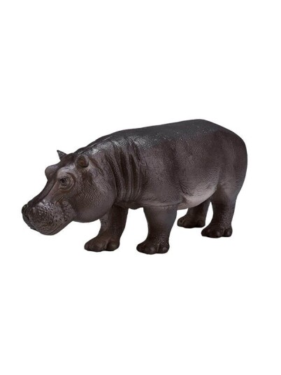 Mojo   Wildlife Hippopotamus Female