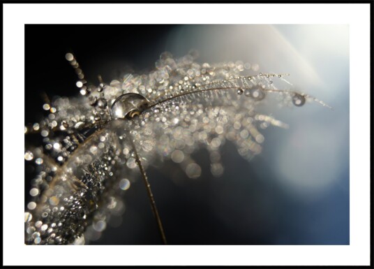 Sparkling Dandelion Drops Plakat / 30x40 Sparkling Dandelion Drops Plakat / 30x40