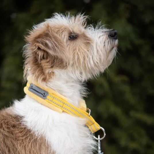 Kusse & Kutta Hundehalsbånd Gul 4