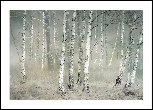 Morning silence Poster Plakat / 50x70cm