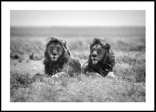 Nicolás Merino Two kings Plakat Plakat / 100x150cm