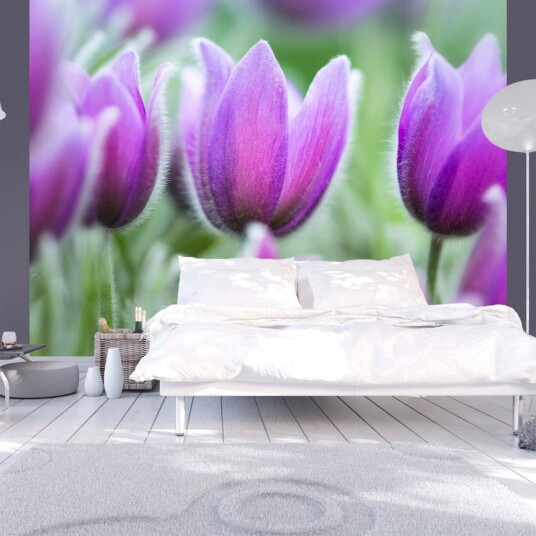 Fototapet Purple Spring Tulips 250x193 - Artgeist sp. z o. o.