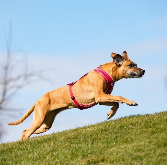 Curli Belka Comfort Harness Hundesele Rød (5 Størrelser)