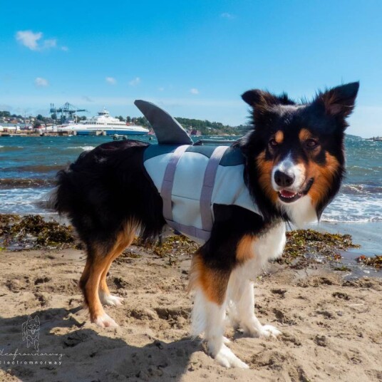 Shark Redningsvest Til Hund Grå