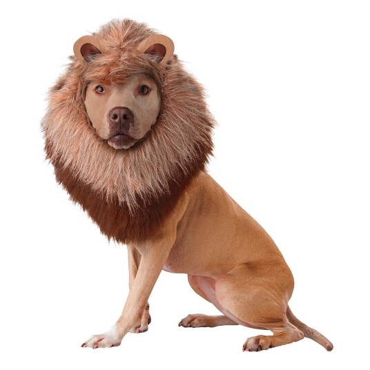 California Costumes Jungelens Konge Hund Karnevalskostyme Small California Costumes Jungelens Konge Hund Karnevalskostyme Small