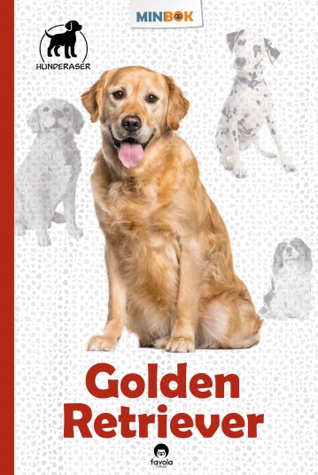 Golden retriever Golden retriever