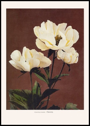 Hærdaceous Peony Plakat Plakat / 21x30cm