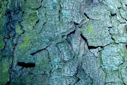 Bark av Kirsten Stigsgaard Bark av Kirsten Stigsgaard