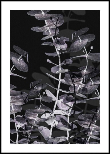 Pictufy Studio Iii Eucalyptus_Negative No.2 Plakat Plakat / 100x150cm