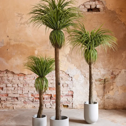 Mr Plant Flaskelilje 180 cm Mr Plant Flaskelilje 180 cm