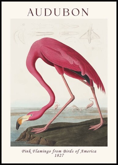 Pink Flamingo Birds of America Audubon 1827 Plakat Plakat / 70x100cm