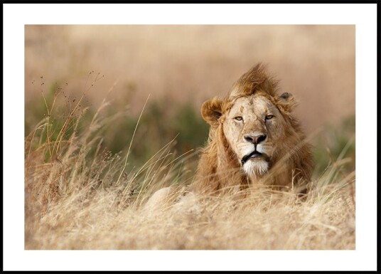 Ali Khataw Handsome! PlakatPlakat Plakat / 30x40cm Ali Khataw Handsome! PlakatPlakat Plakat / 30x40cm
