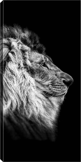 Canvasbilde DKY Animals Flerfarget 50x120 cm