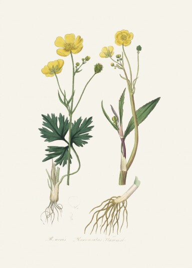 Plakat Botanisk Illustrasjon