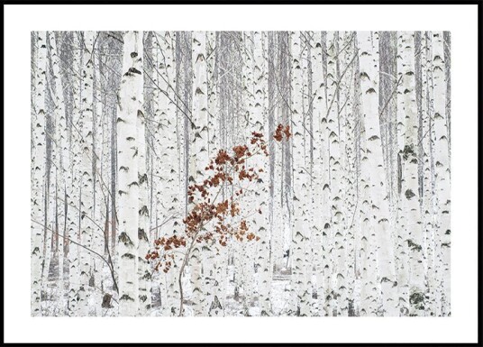 Han Dong Hee From White Plakat Plakat / 50x70cm