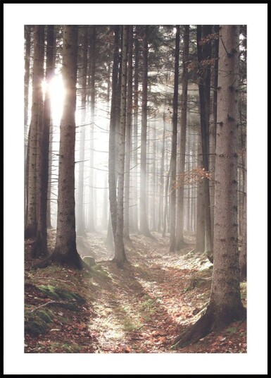 Sunbeam Forest Plakat Plakat / 40x50cm Sunbeam Forest Plakat Plakat / 40x50cm