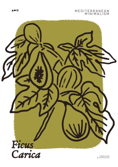 Plakat Ficus Carica