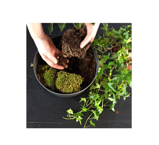 Sesongens sammenplantning