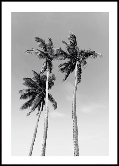 Three Palm Trees Plakat Plakat / 30x40cm