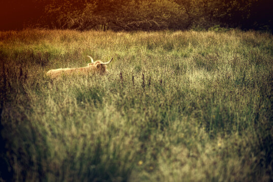Pasture av Gustavo Orensztajn Pasture av Gustavo Orensztajn