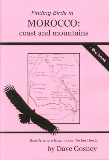 Finding Birds in Morocco"s coast and mountains Finding Birds in Morocco"s coast and mountains
