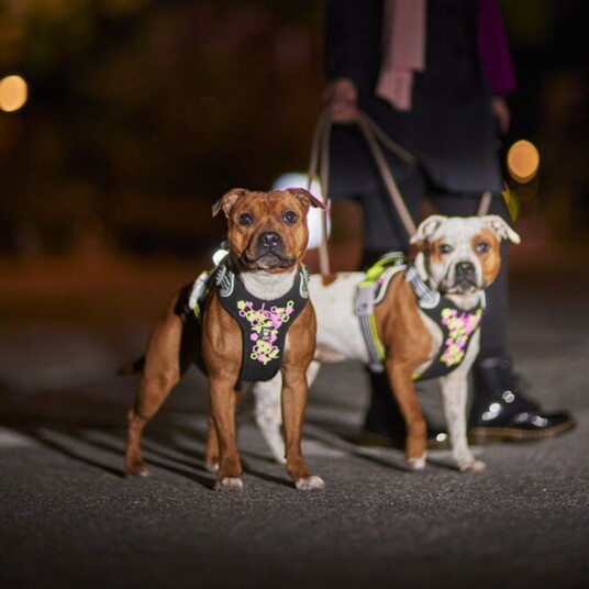 Hurtta Weekend Warrior Hundesele Justerbar 80-100 cm Neon og Sort