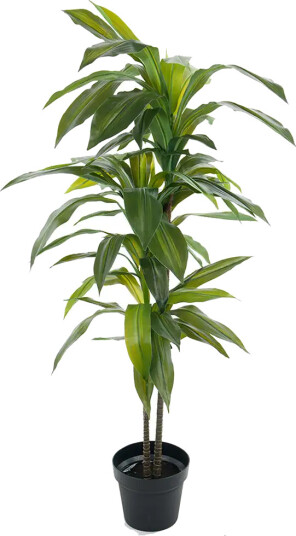 Mr Plant Dracena Tre 100 cm Mr Plant Dracena Tre 100 cm