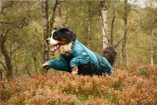 Non-Stop Dogwear Fjord Regnfrakk for Hund - Teal, Str. 40 Non-Stop Dogwear Fjord Regnfrakk for Hund - Teal, Str. 40
