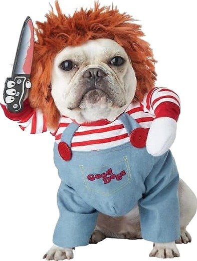 Halloween Hundekostyme med Vinger