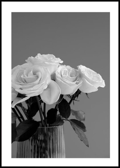 Rose Plakat Plakat / 40x50cm