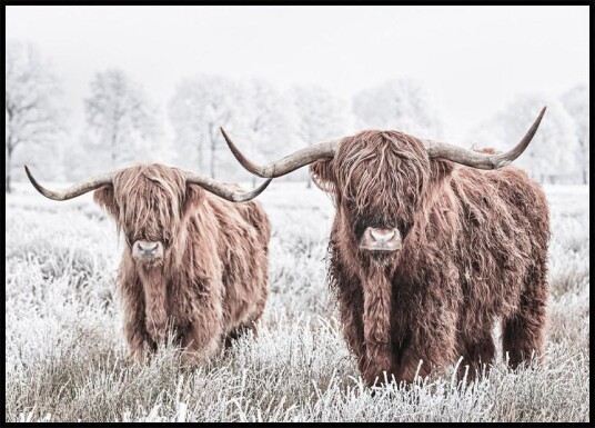 Scottish Cattle Plakat Plakat / 50x70cm