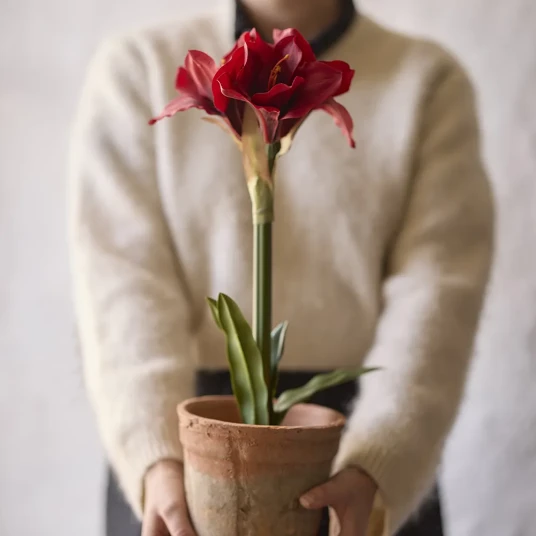 Mr Plant Amaryllis 90 cm Rød Mr Plant Amaryllis 90 cm Rød