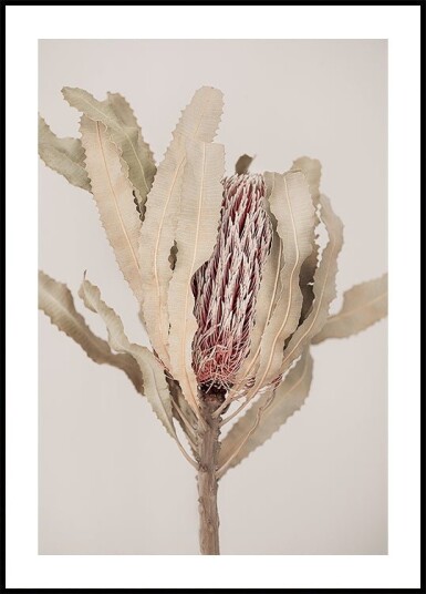 Banksia Plakat / 30x40cm Banksia Plakat / 30x40cm