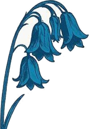 This Is The Bluebells Blue Vinyl