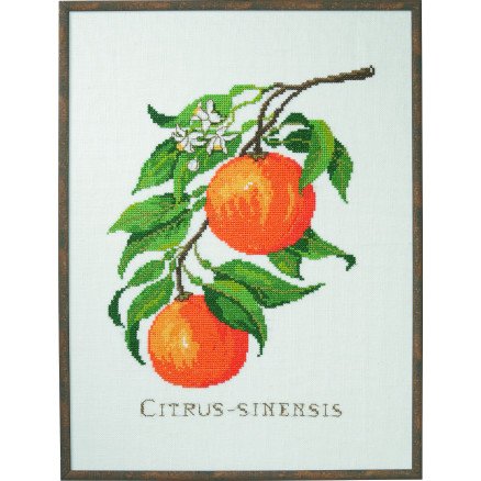 Permin Broderisett Citrus senensis 29x39cm