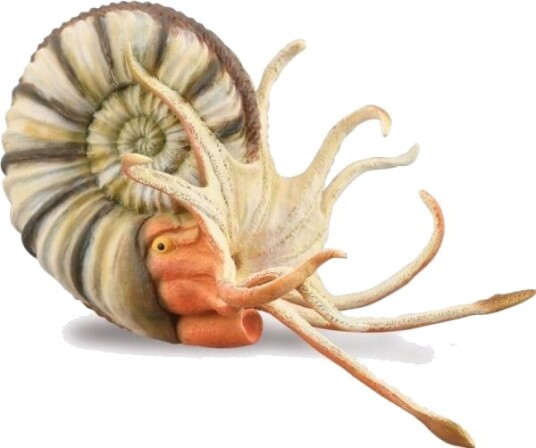 Pleuroceras Ammonitt 88902 Collecta