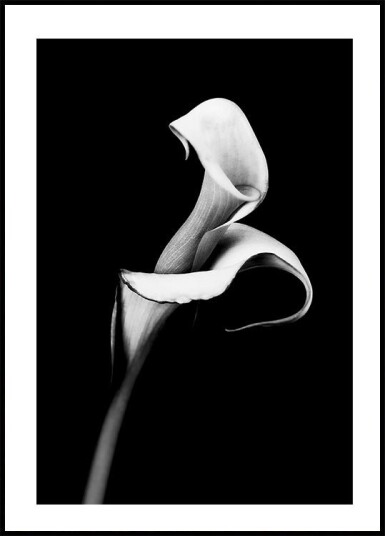 Calla Lily Plakat Plakat / 100x150cm
