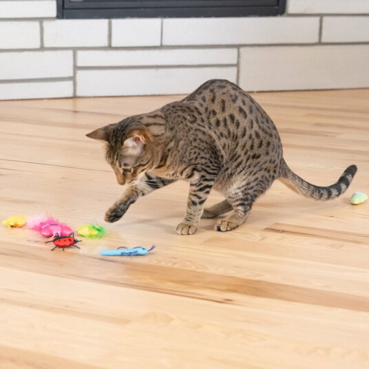 Catstages Cute As A Bug Leker 6-Pk Catstages Cute As A Bug Leker 6-Pk