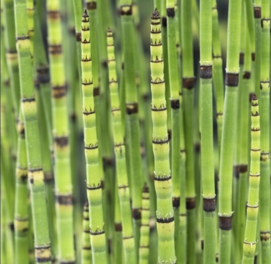 Sumpplante "Equisetum japonicum" Sumpplante "Equisetum japonicum"
