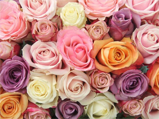 Fototapet Pastel Roses 400x309 - Artgeist sp. z o. o.