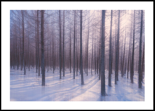 Silent Winter Symphony Plakat Plakat / 30x40cm