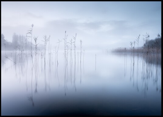 Tranquil Misty Morning Plakat / 70x100 Tranquil Misty Morning Plakat / 70x100